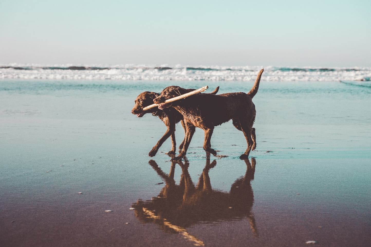Two dogs running on beach