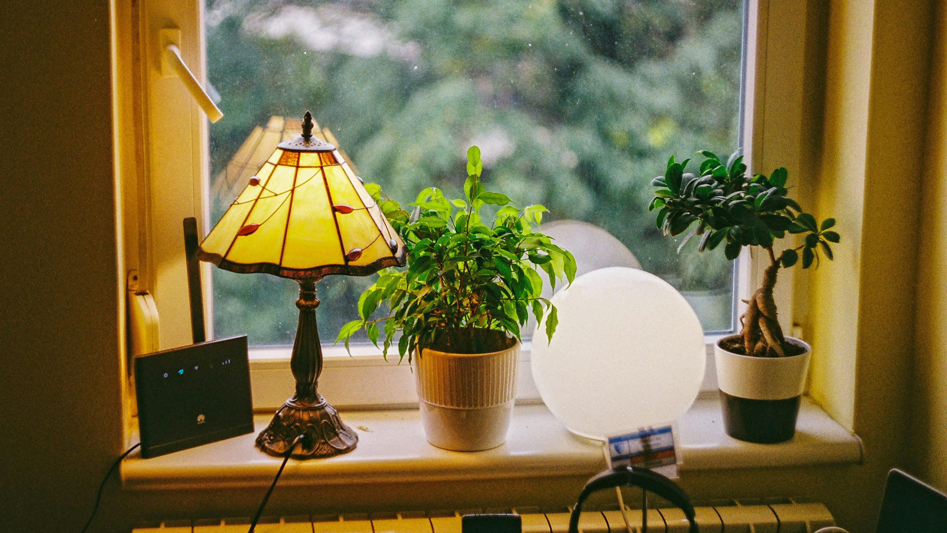 plants in living room window