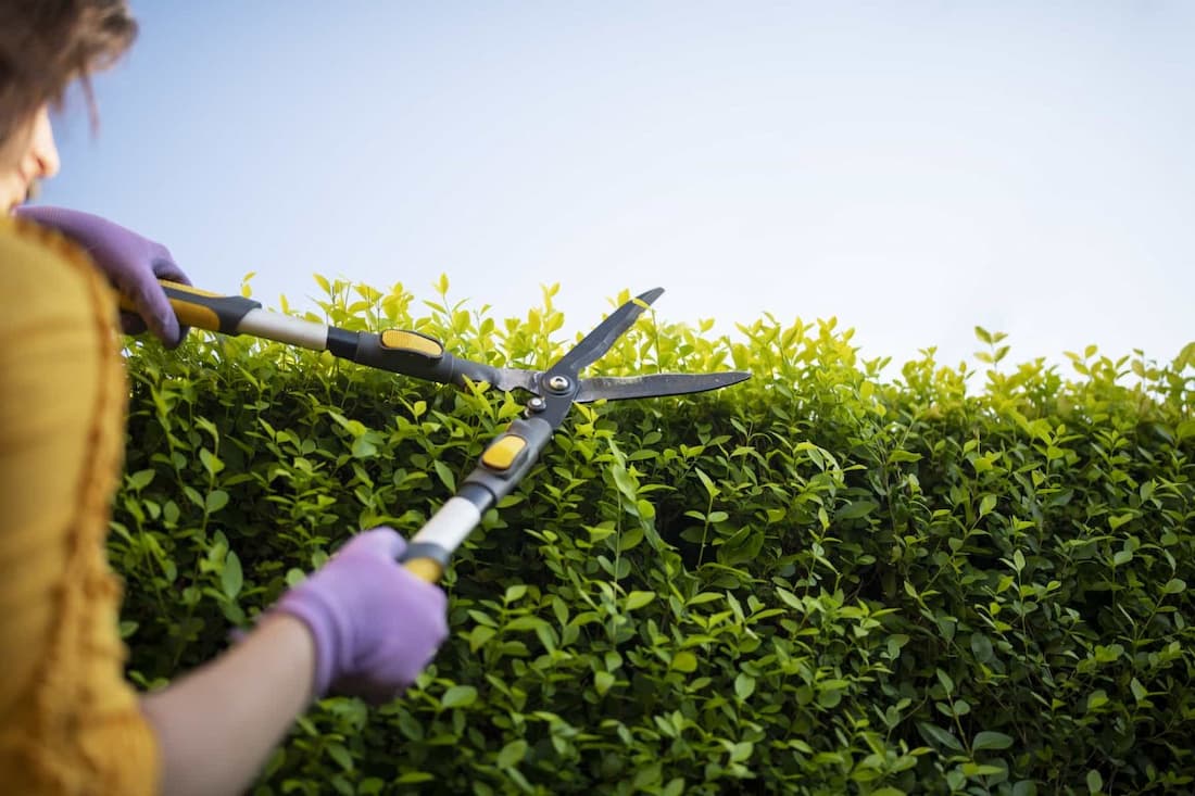 Hedge and hedgetrimmer