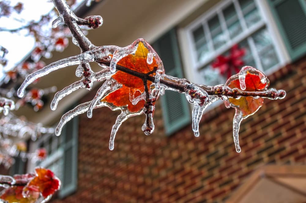 frozen leaf