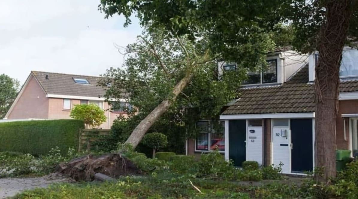 Storm Damage from fallen tree