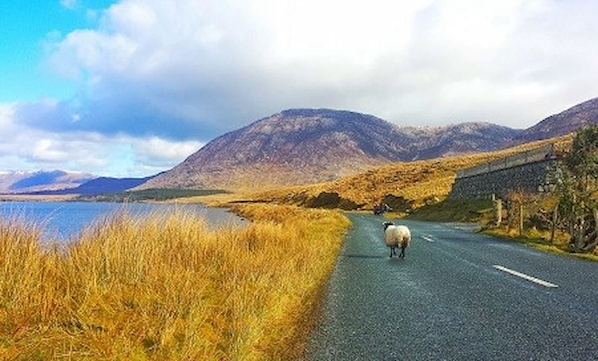 Sheep on road