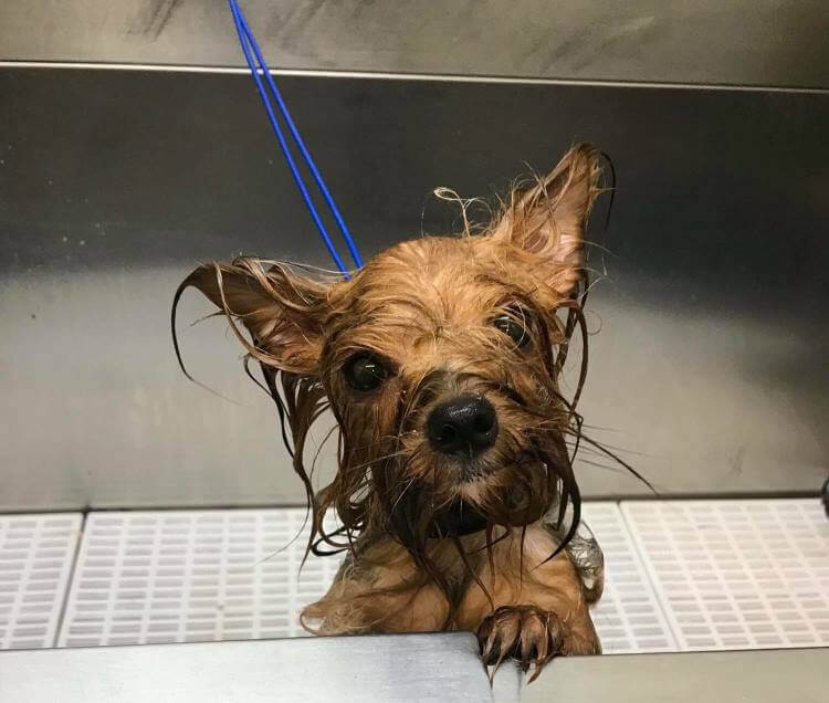 Wet dog in shower