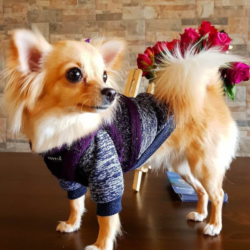 Pup dressed up in dog jumper