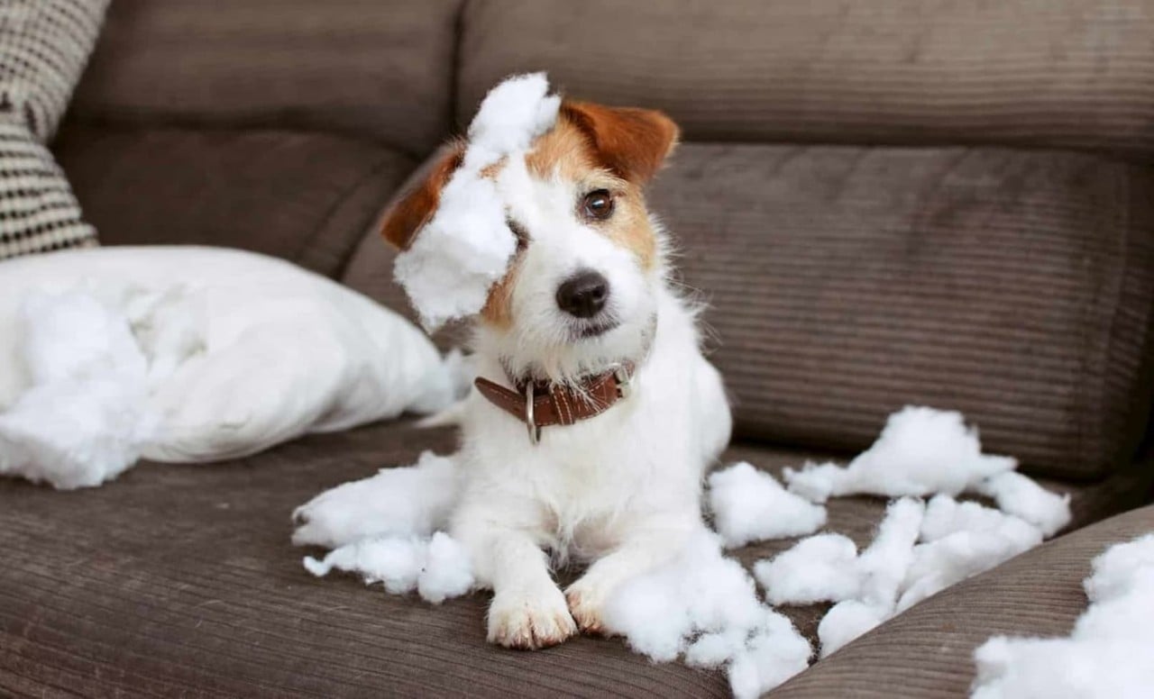 mischievous pup