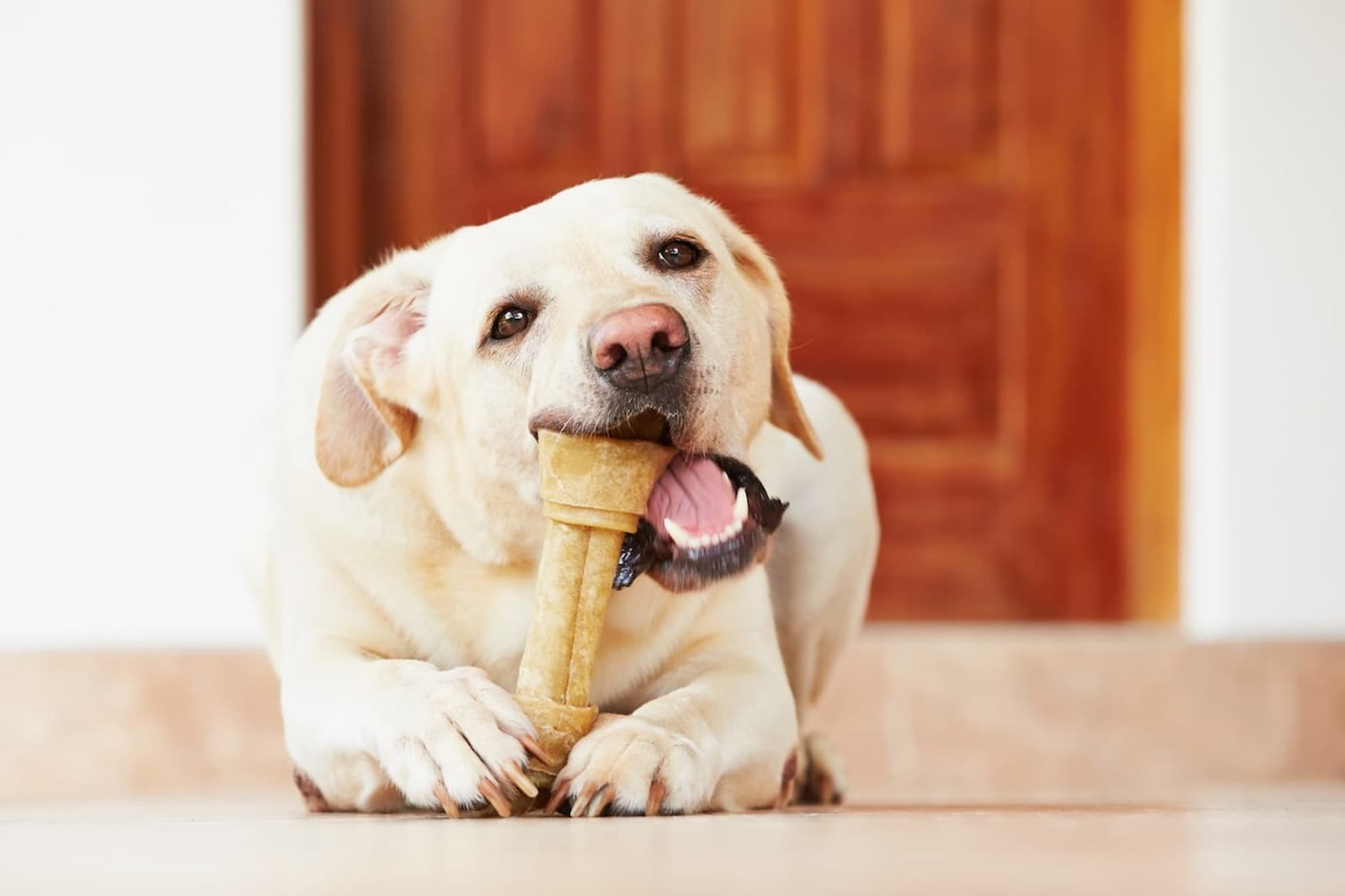 Dog eating dog bone