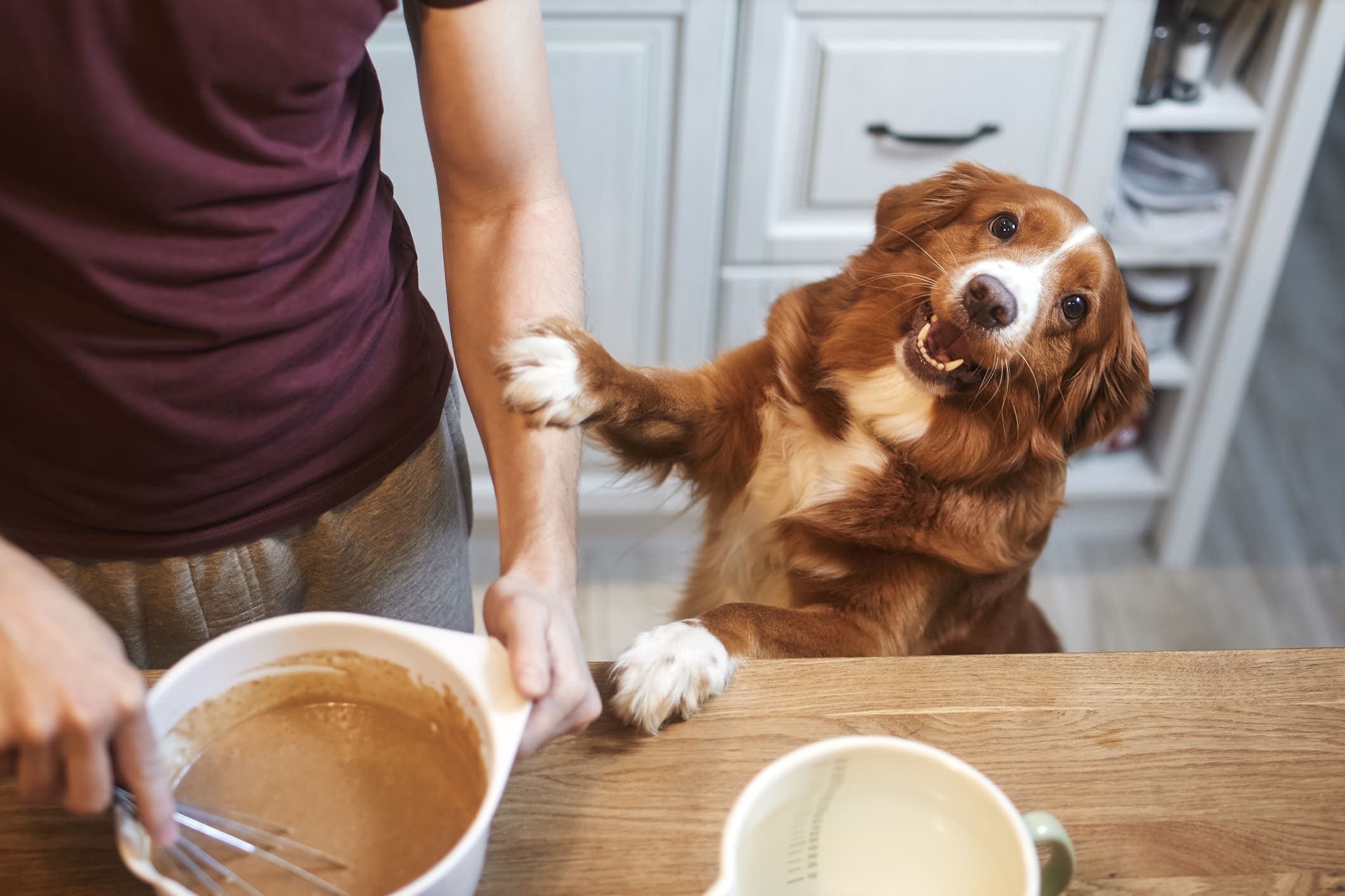 cooking in kitchen with dog