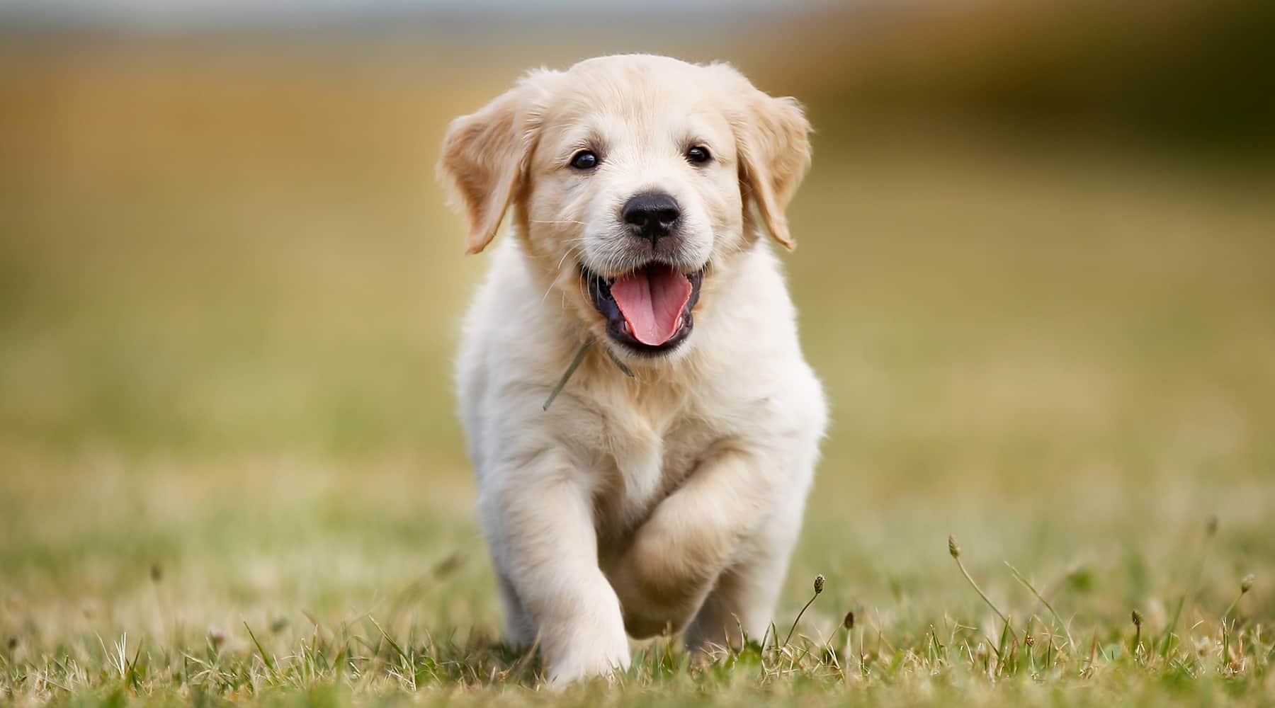 Allianz pet insurance tiktok dog walking guide and tips
