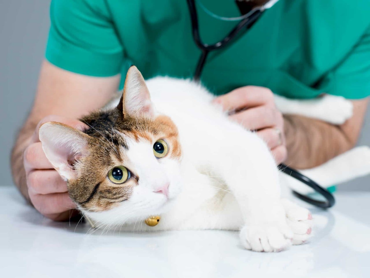 Cat held by vet