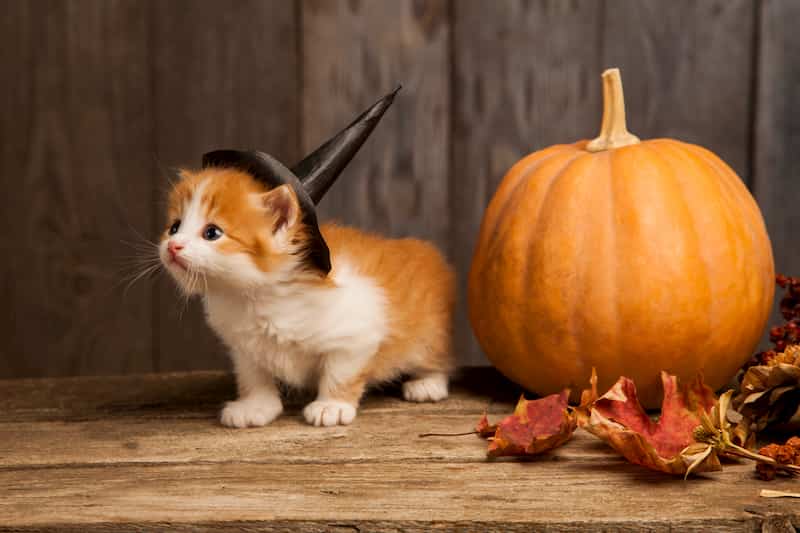 Kitten wearing witches hat beside pumpkin