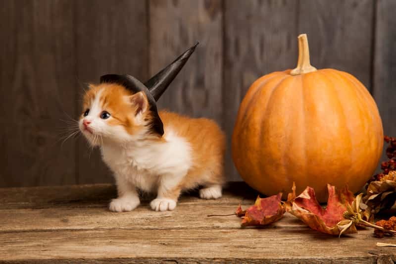 Cat wearing witches hat beside pumpkin