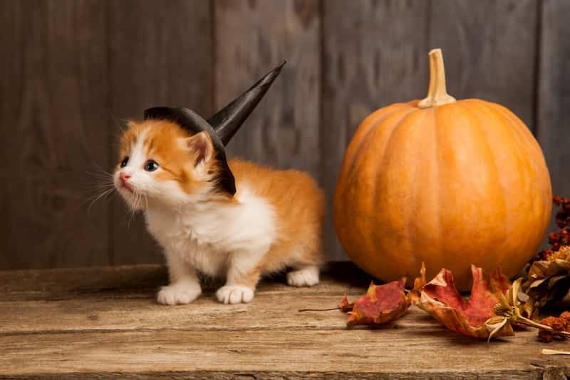 Allianz Ireland Pet Insurance Halloween tips for cats and dogs