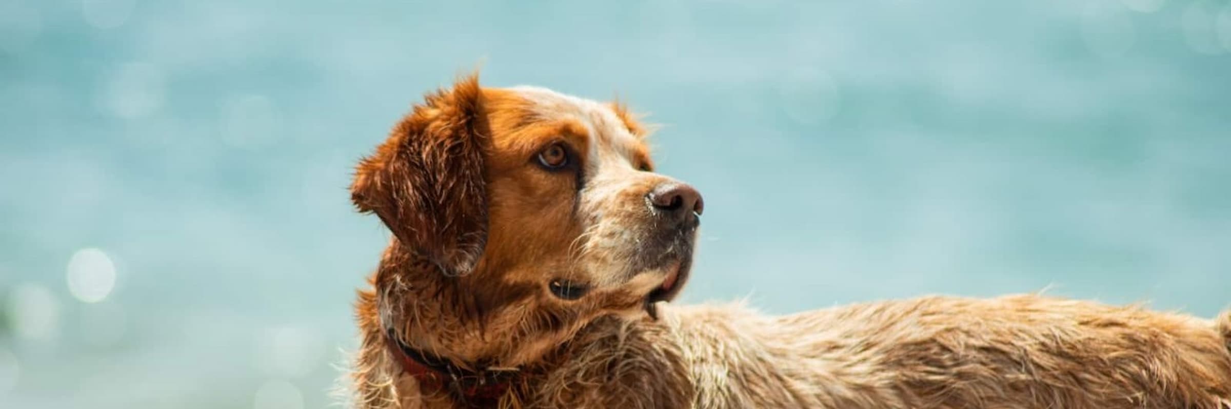 Allianz Ireland pet insurance tips for keeping dogs cool