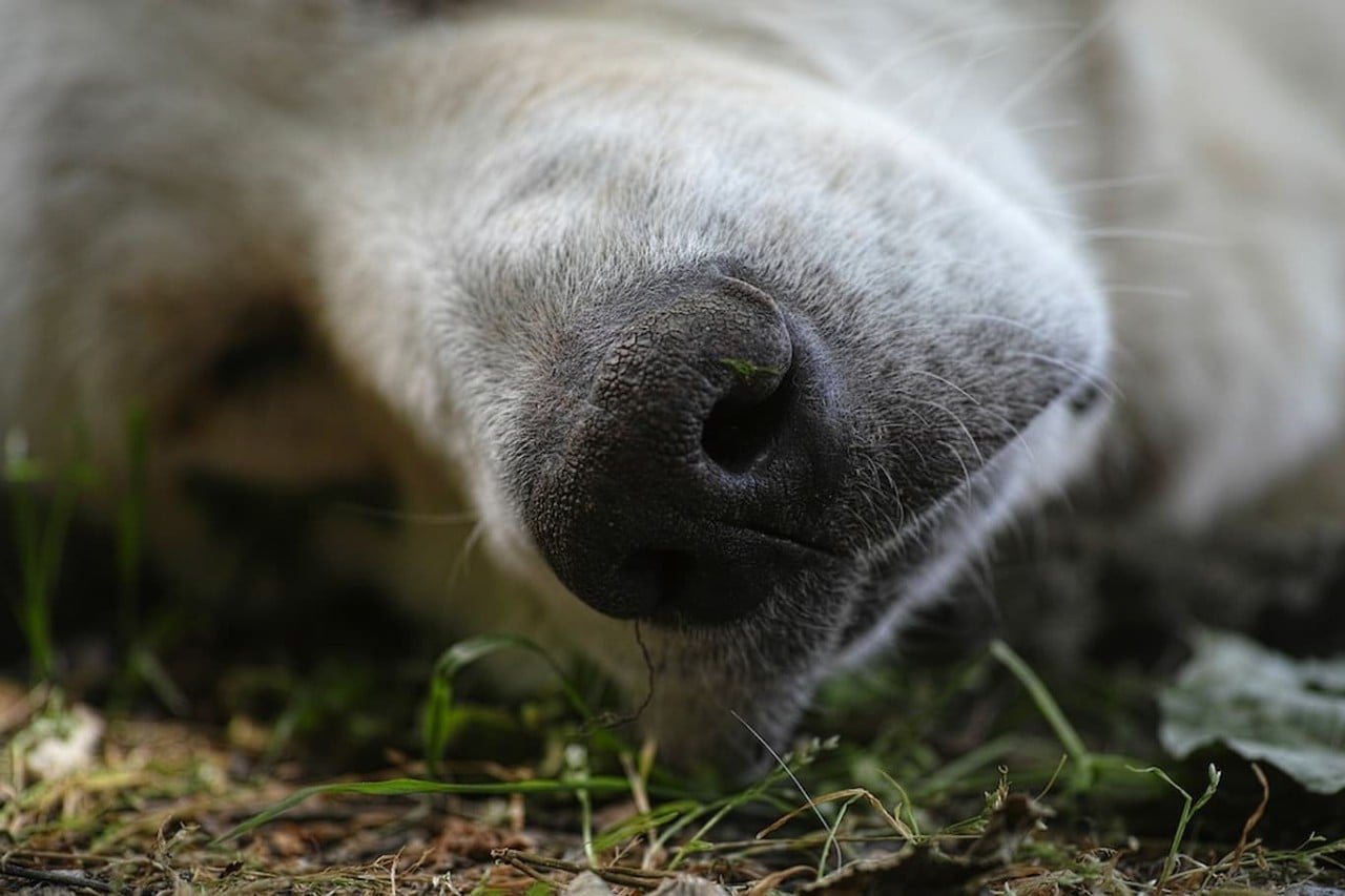 dead dog