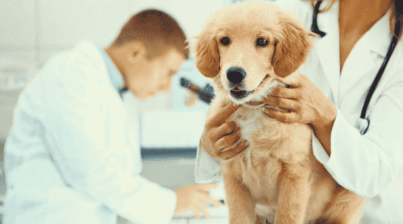 Pet at the vet