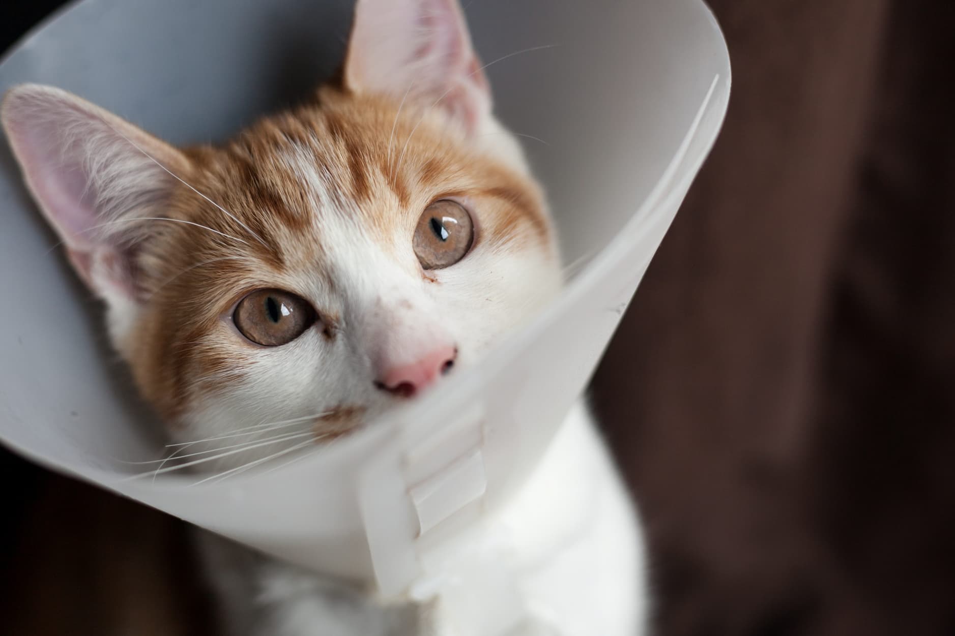 Cat wearing a neck cone