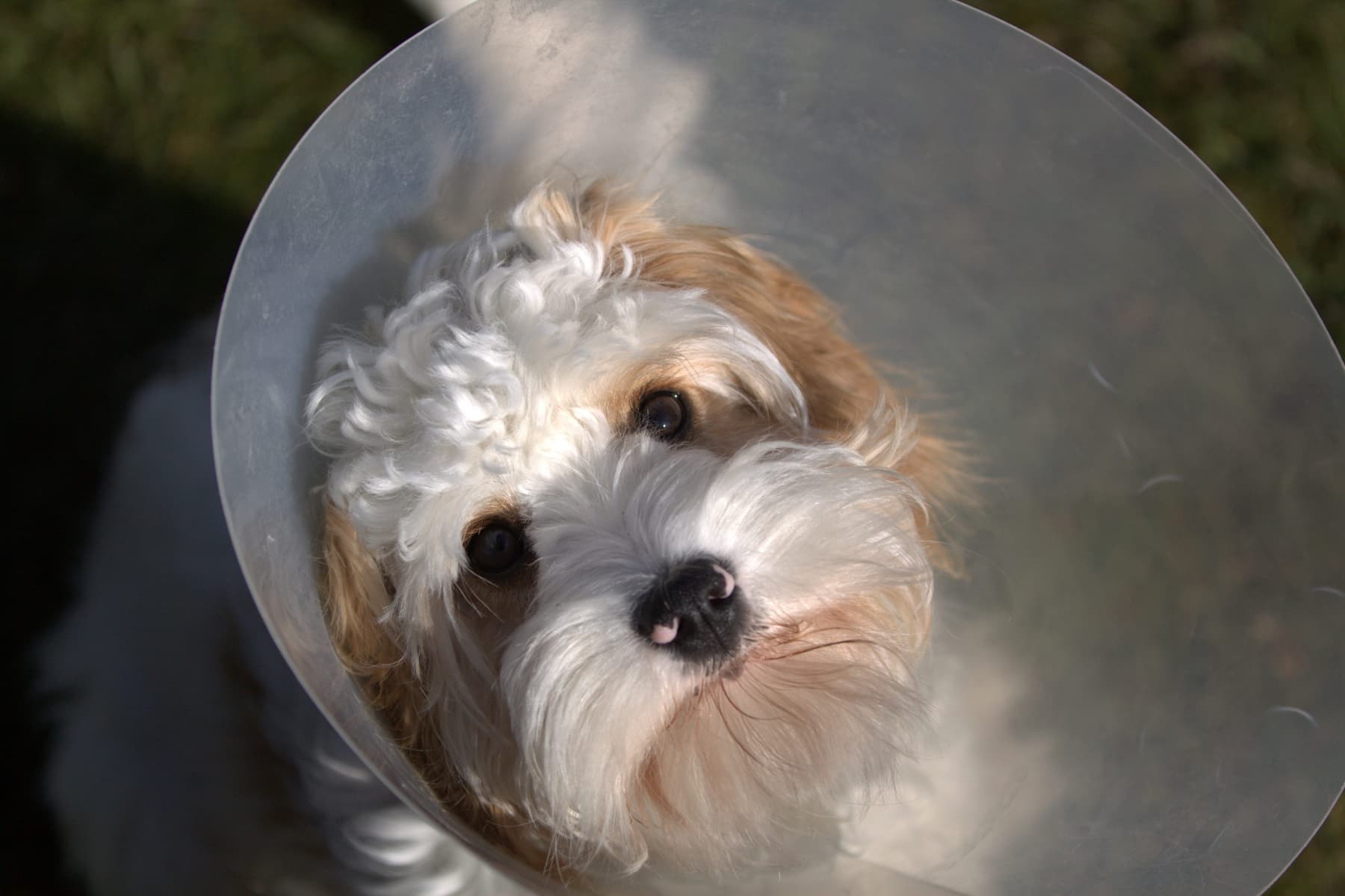 Sad dog wearing neck cone