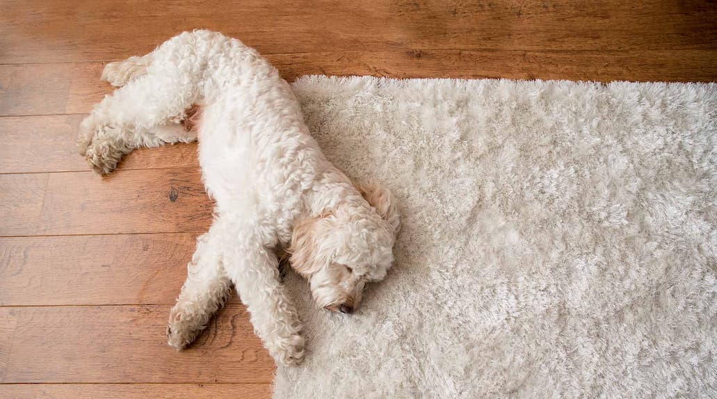 White fluffy dog camouflaged with fluffy rug