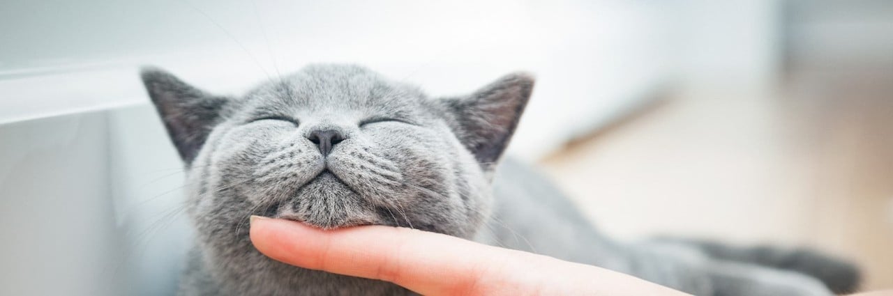 kitten purring with care & support