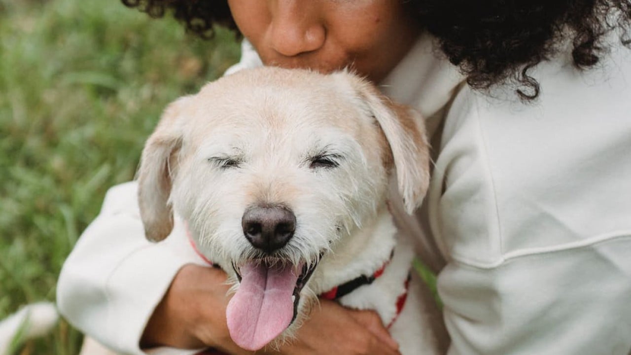 Dog sticking tongue out