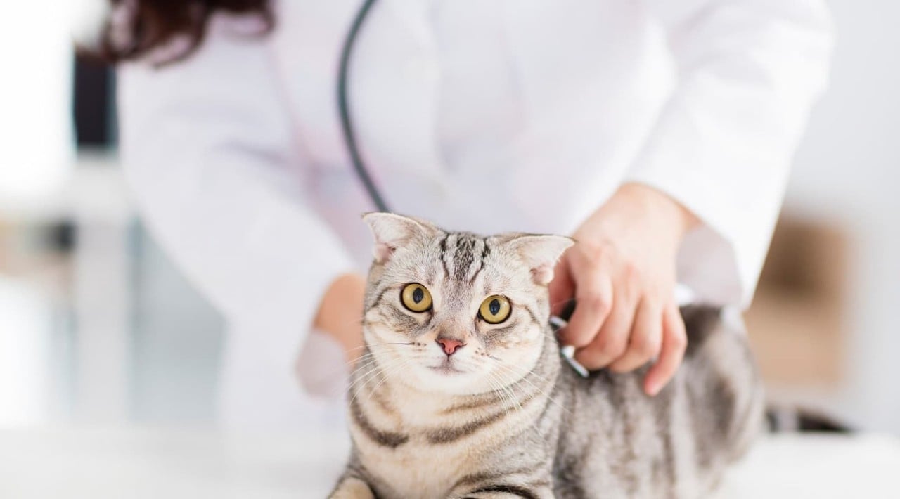 cat at vet appointment
