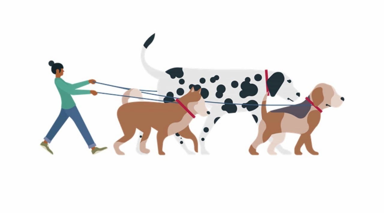 Dogs walking owner