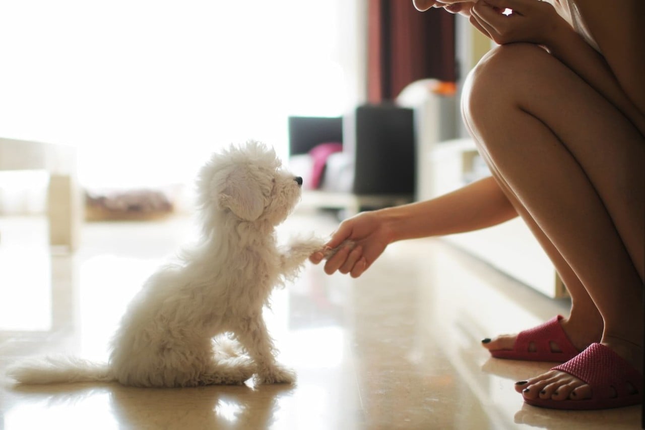 Owner shaking puppys paw