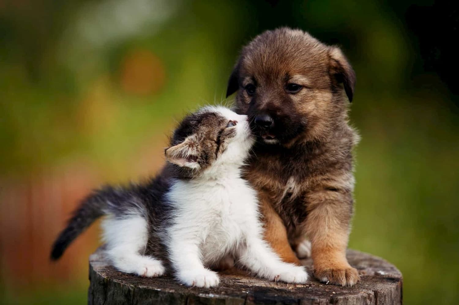 Cat kissing dog