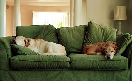 Sleepy dogs on couch