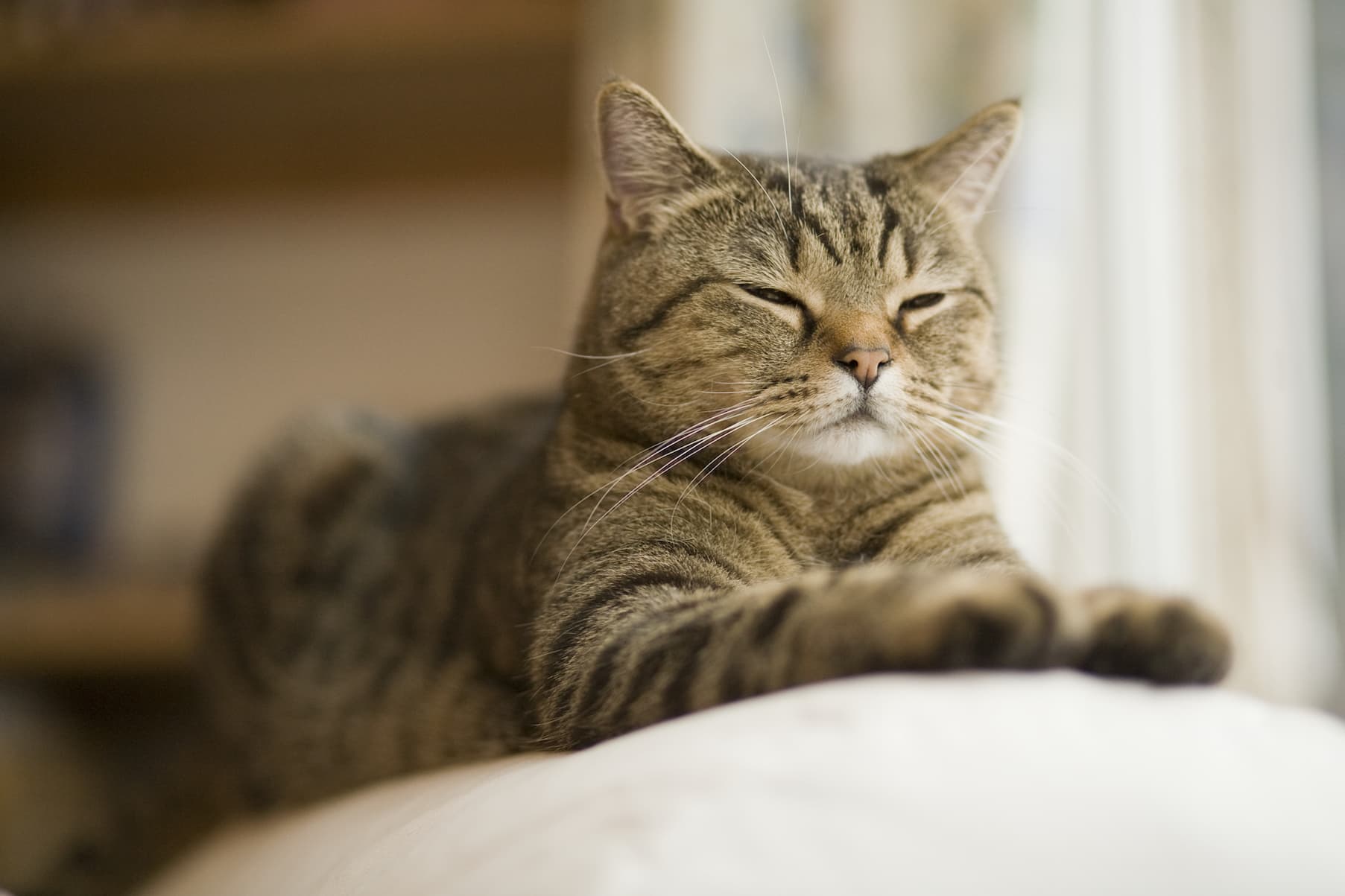 Chinky chunky striped cat