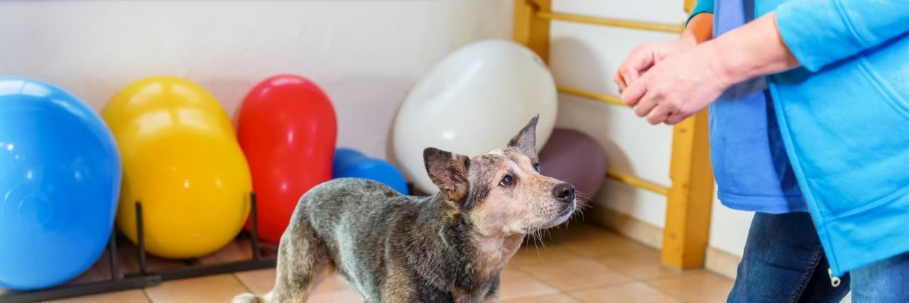 Complementary Therapies for Your Pet - Allianz Pet Insurance